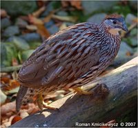 erckel's francolin Francolinus erckelii