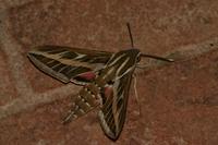 Hyles livornica - White-lined Hawk-moth