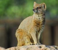 Image of: Cynictis penicillata (yellow mongoose)