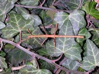 Lamponius portoricensis