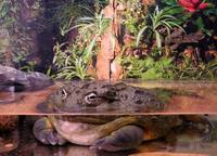 Pyxicephalus adspersus - African Bullfrog