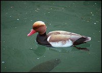 Netta rufina - Red-crested Pochard