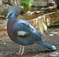 Goura victoria - Victoria Crowned-Pigeon