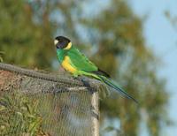 Barnardius zonarius - Australian Ringneck
