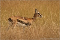 Gazella thomsonii - Thompson's Gazelle