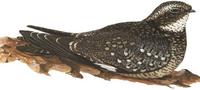 Image of: Chordeiles minor (common nighthawk)