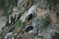 Image of: Gymnogyps californianus (California condor)