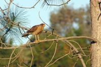 Image of: Milvago chimango (Chimango caracara)