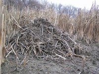 Ondatra zibethicus - Muskrat