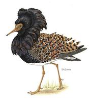 Image of: Philomachus pugnax (ruff)