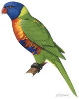 Image of: Trichoglossus haematodus (rainbow lorikeet)