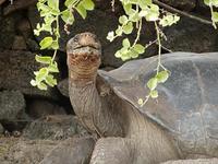 Image of: Geochelone nigra (Galapagos tortoise)