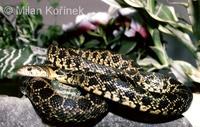 Hemorrhois hippocrepis