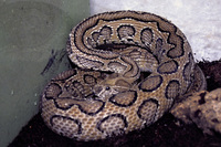 Daboia russelii - Russell's Viper