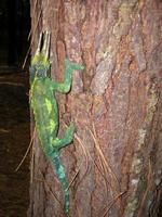 Chamaeleo jacksonii - Jackson's Chameleon