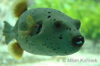 Arothron nigropunctatus - Black Spotted Blow Fish