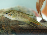 香港鬥魚 (Macropodus hongkongensis)
