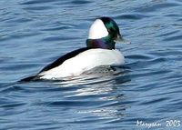 Bufflehead - Bucephala albeola