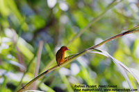 Rufous Piculet - Sasia abnormis