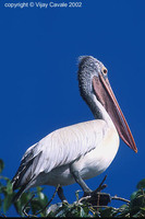 Spot-billed Pelican - Pelecanus philippensis