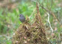 Grey Bunting - Emberiza variabilis