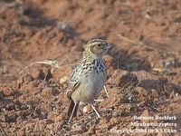 Burmese Bushlark - Mirafra microptera