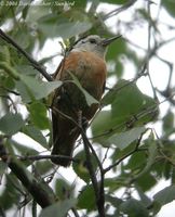 White-cheeked Nuthatch - Sitta leucopsis