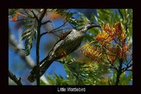 Little Wattlebird