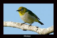 Silvereye