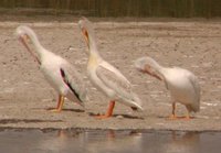 American White Pelican - Pelecanus erythrorhynchos