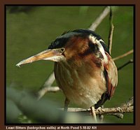 Least Bittern - Ixobrychus exilis