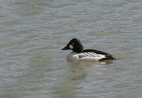 Common Goldeneye - Bucephala clangula