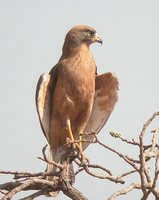 Grasshopper Buzzard - Butastur rufipennis