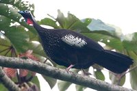 Black-fronted Piping-Guan - Pipile jacutinga