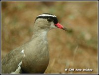 Crowned Lapwing - Vanellus coronatus