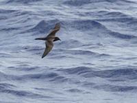 Bulwer's Petrel (Bulweria bulweria) photo