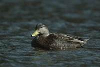 American Black Duck (Anas rubripes) photo