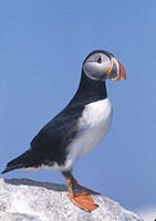 Atlantic Puffin (Fratercula arctica) photo