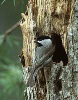 Carolina Chickadee (Poecile carolinensis) photo