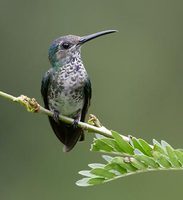 White-necked Jacobin (Florisuga mellivora) photo