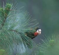 Cuban Parrot (Amazona leucocephala) photo