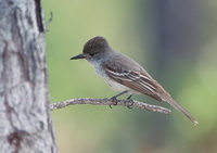 La Sagra's Flycatcher (Myiarchus sagrae) photo