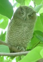 Eastern Screech-Owl - Megascops asio
