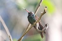 Cuban Emerald - Chlorostilbon ricordii