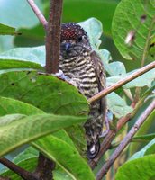 Lafresnaye's Piculet - Picumnus lafresnayi