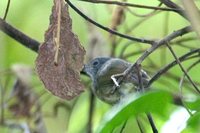 Plain Antvireo - Dysithamnus mentalis