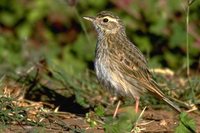 Australasian Pipit - Anthus novaeseelandiae