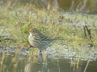 Meadow Pipit - Anthus pratensis