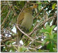 Sombre Greenbul - Andropadus importunus