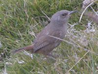 Cobb's Wren - Troglodytes cobbi